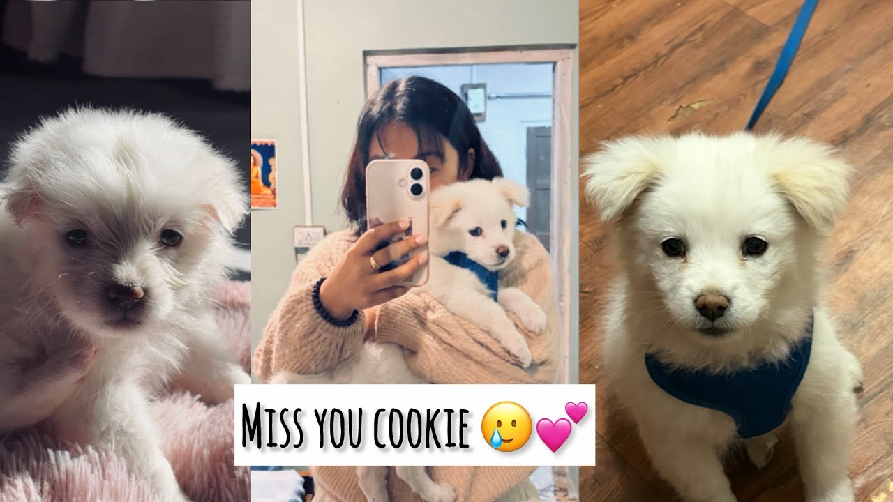 GOODBYE COOKIE 😭