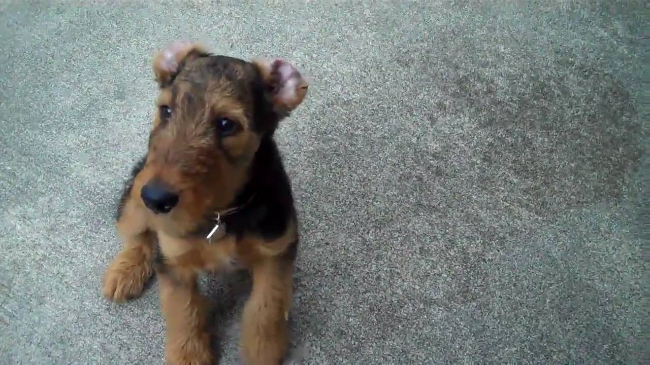 AIREDALE PUPPY AT 12 WEEKS