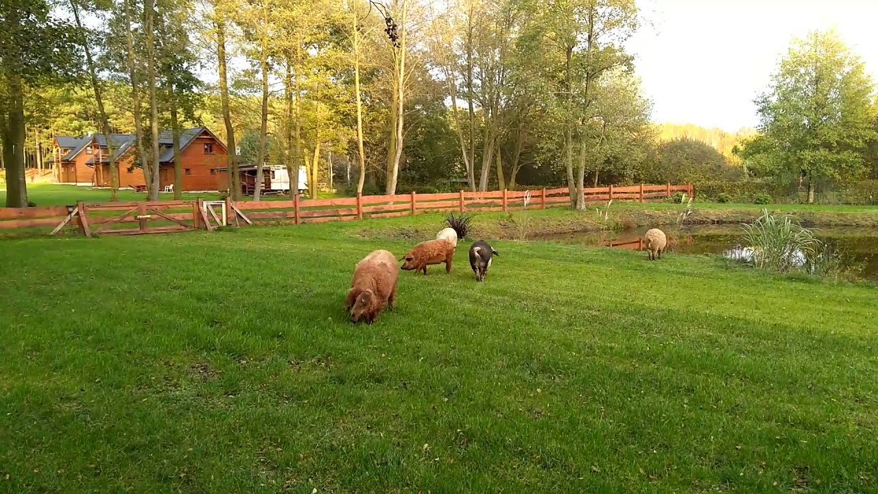 Mangalica na pastwisku w Gospodarstwie Agroturystycznym EkoZagroda w Goreniu Dużym