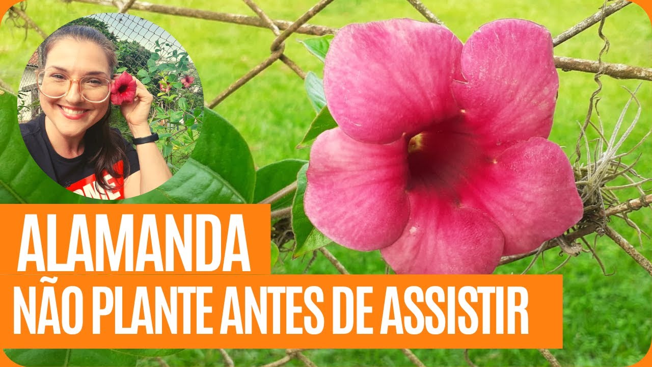 Alamanda | Aprenda a plantar essa trepadeira.