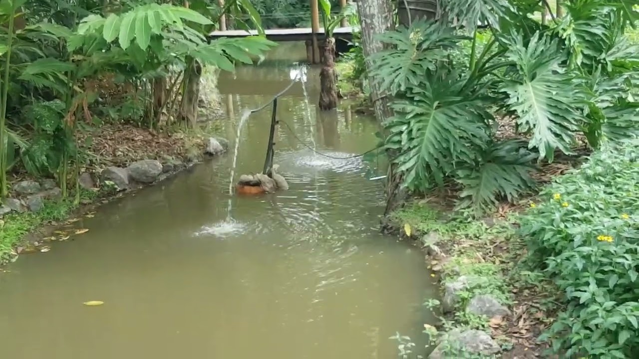 Caminhada Tranquila - Parque da Cidade de Jacareí-SP | Relaxamento e Natureza - Brasil - 2025-04