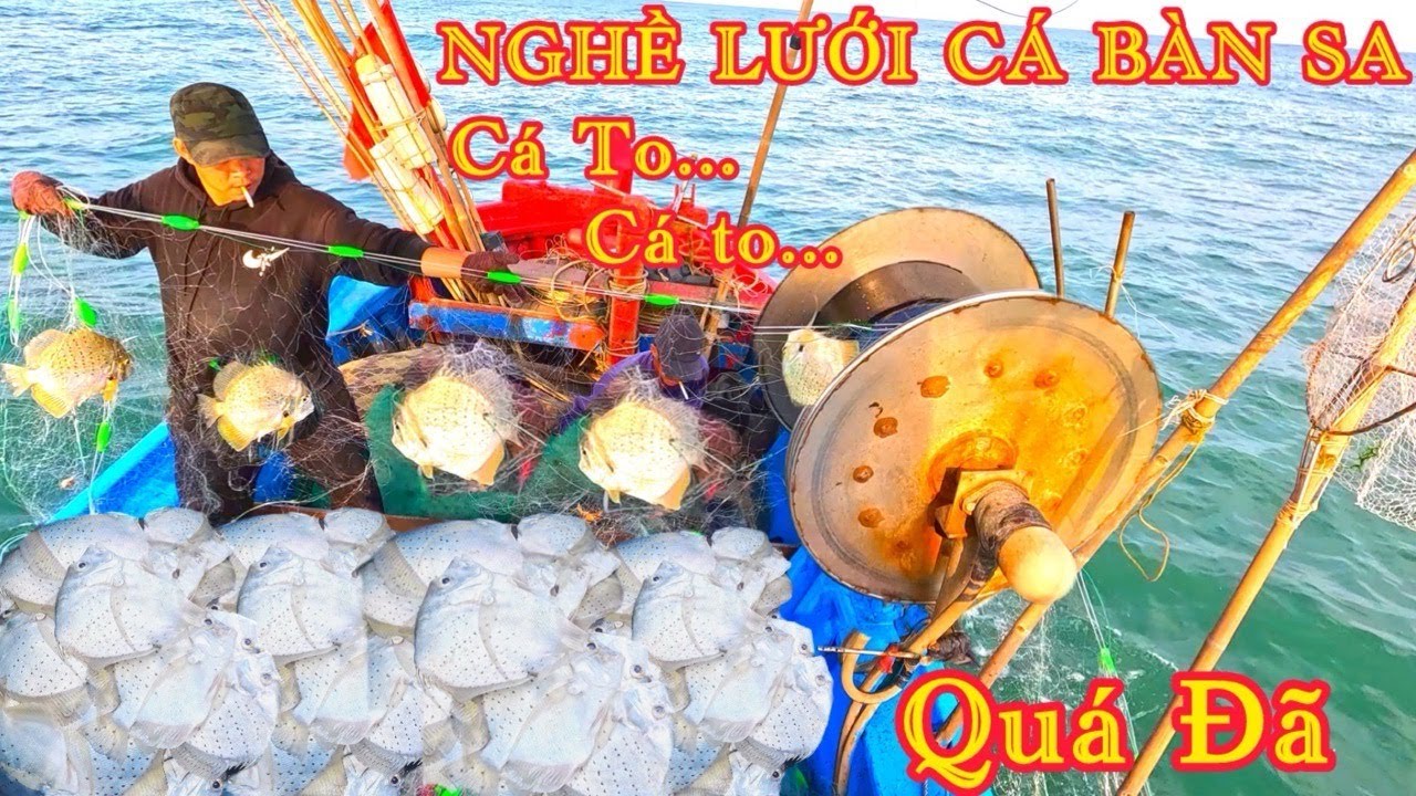 LƯỚI CÁ BÀN SA_TRÚNG CÁ Cuối Mùa Gió Bất_Cá Bàn Sa Toàn Con TO