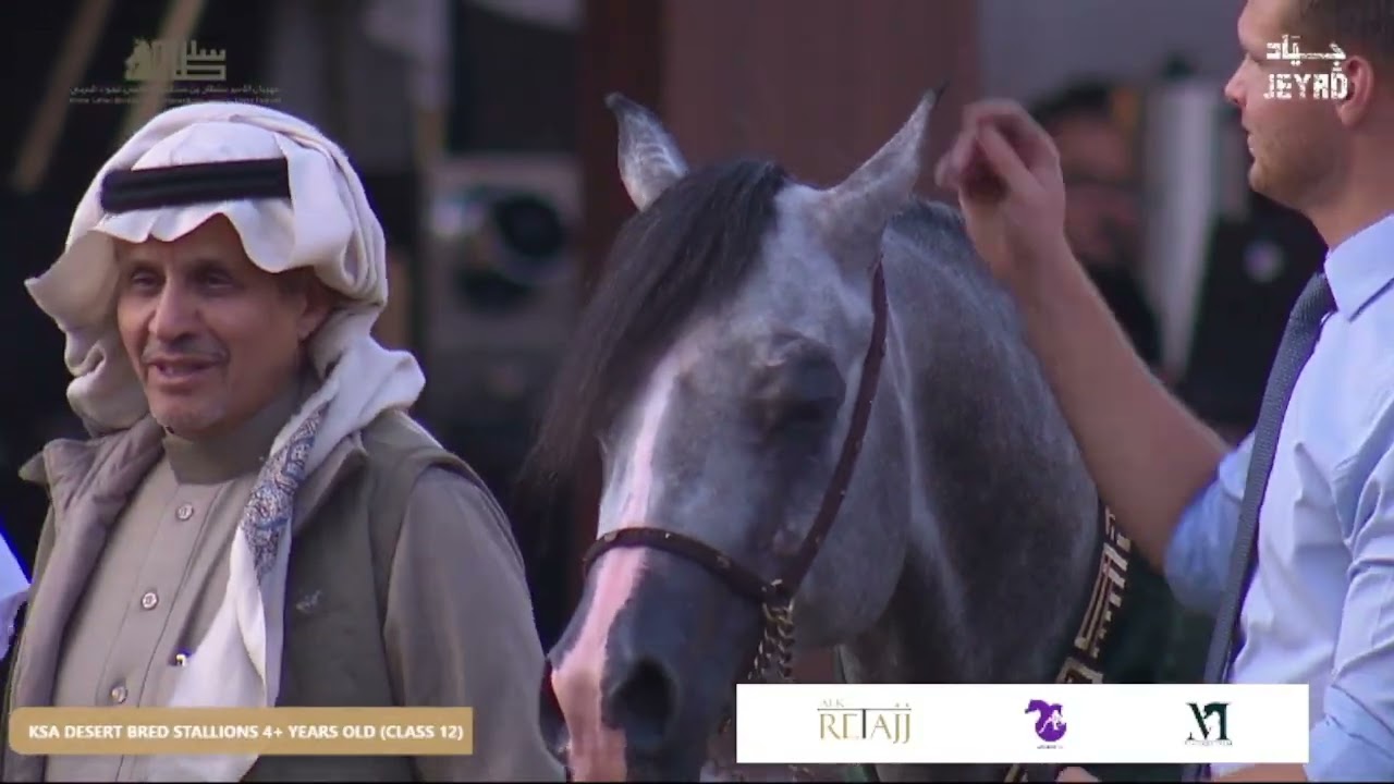 Crowning The Champions KSA Desert Bred   Stallions 4+ Years Old Class 12