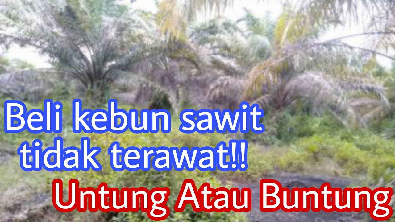 BELI KEBUN KELAPA SAWIT TIDAK TERAWAT BISAKAH PRODUKTIF?