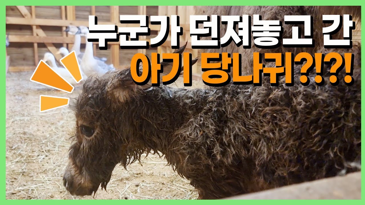 못보던 아기 당나귀가 있습니다.. 설마 유기?!