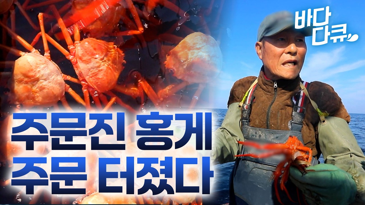 “대게랑 홍게는 노는 물이 달라요” 수심 2,000m에서 끌어온 바다의 붉은 보석 홍게, 어부가 알려주는 맛있는 홍게 고르는 법 / 강릉 주문진시장 / #바다다큐