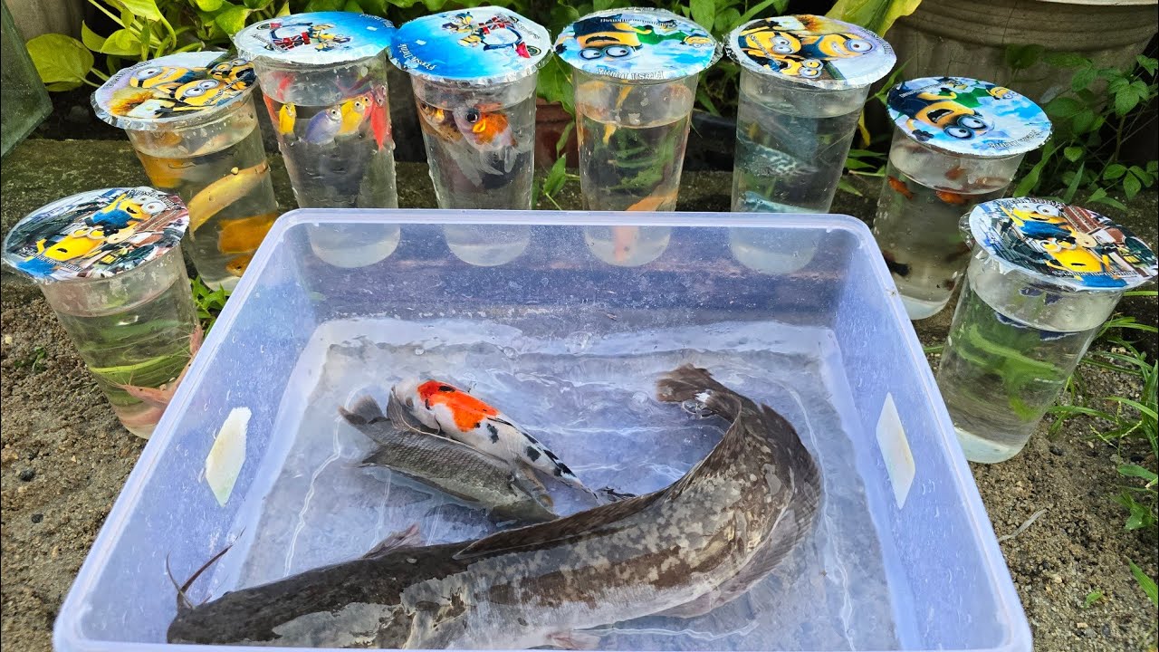 Unboxing Telur Ikan Cupang, Ikan Koki, Ikan Lele, Ikan Hias, Ikan Koi, Ikan Lucu, Guppy,Kura Kura 35