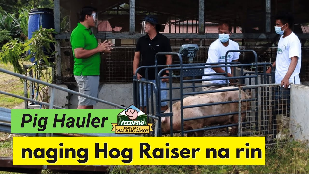 Pig Hauler, naging Hog Raiser na rin