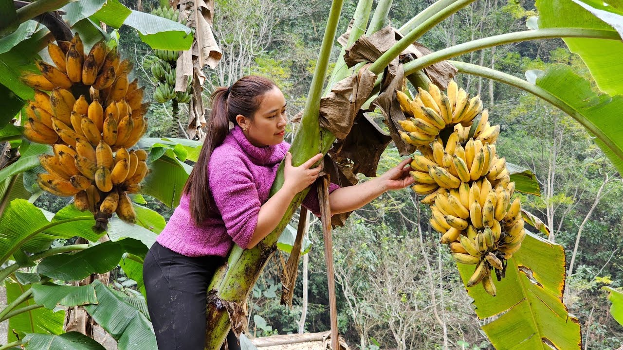 Harvesting Banana Fruit: Process Making Banana Cake To Celebrate New Year 2024