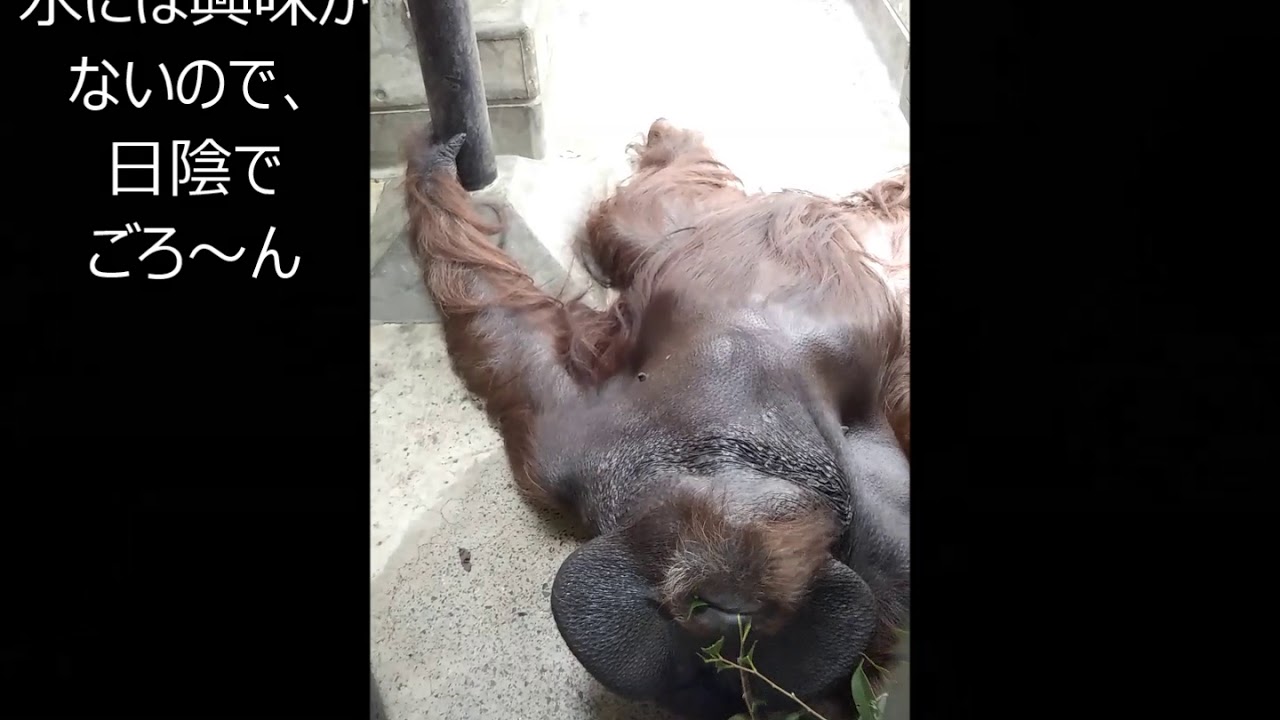 【ズーラシア公式】ボルネオオランウータンの夏の過ごし方