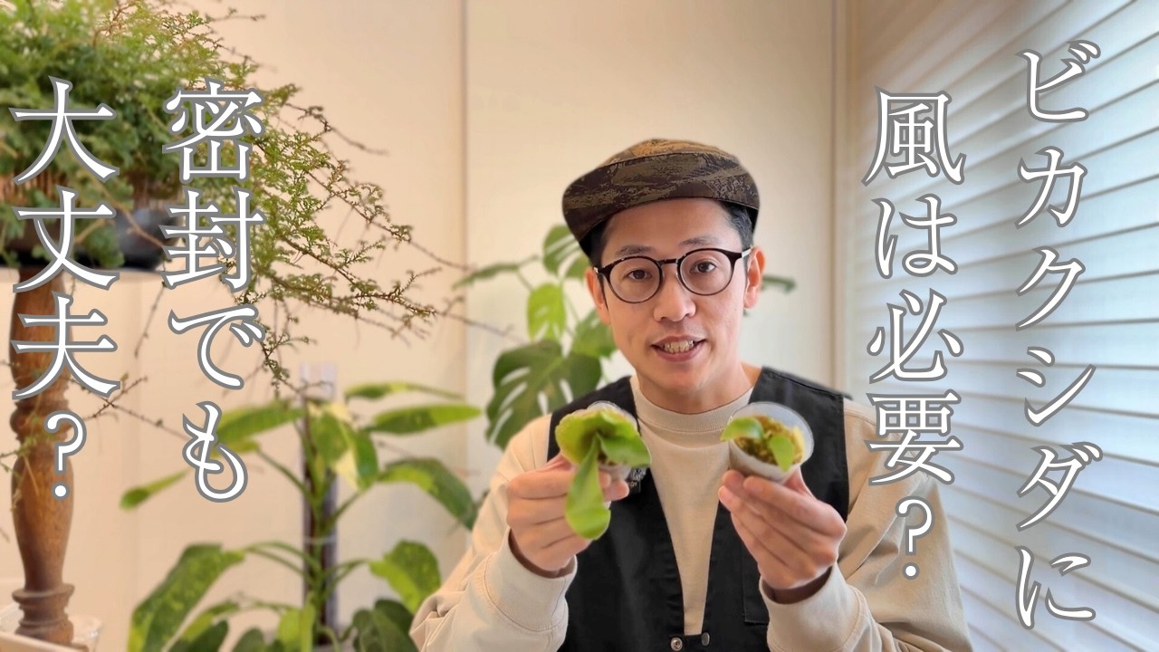 ビカクシダに風は必要？小さい苗にも必要？