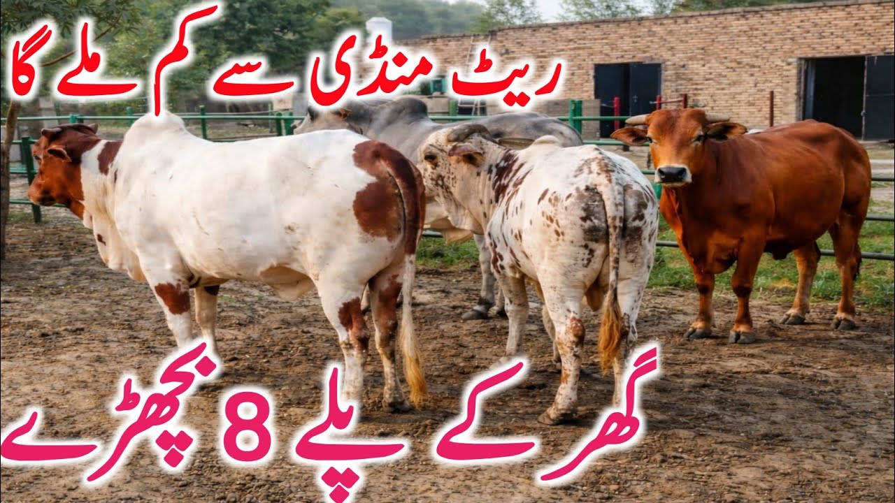 Pure Cholistani Bachre Qurbani 2026 Near Luddan And Bahawalpur Cow Mandi || Global Village Farming 