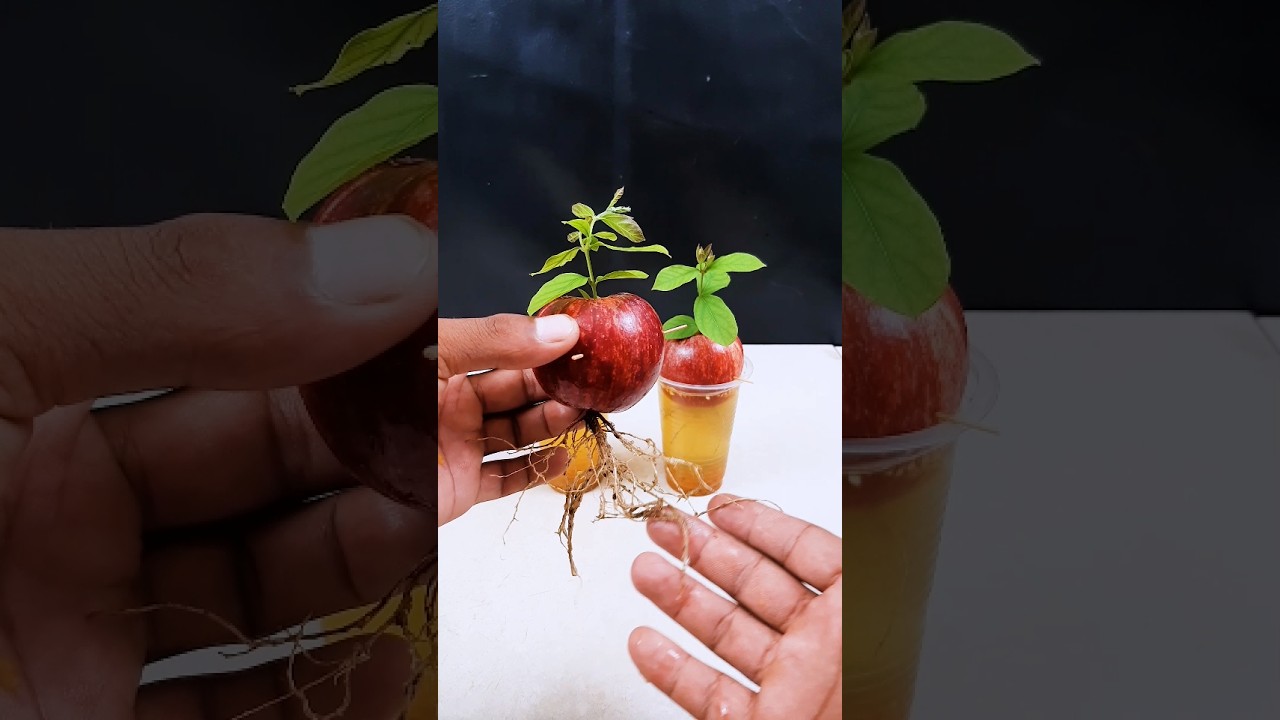 Turn apple into a living tree || How to grow a plant from fruit || 