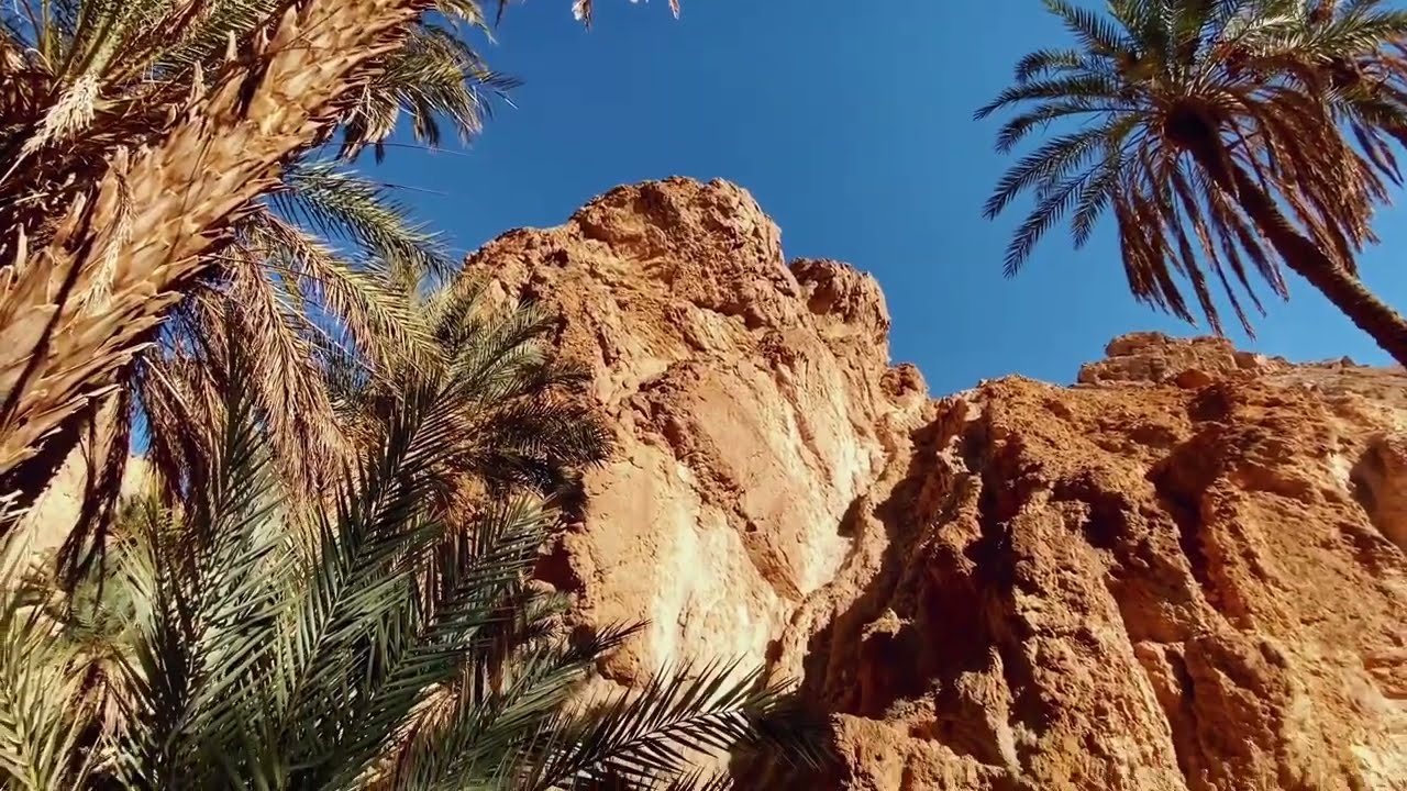 واحة تمغزة ولاية توزر الجنوب - تونس Tamghaza Oasis, Tozeur Governorate, Southern Tunisia - Tunisia