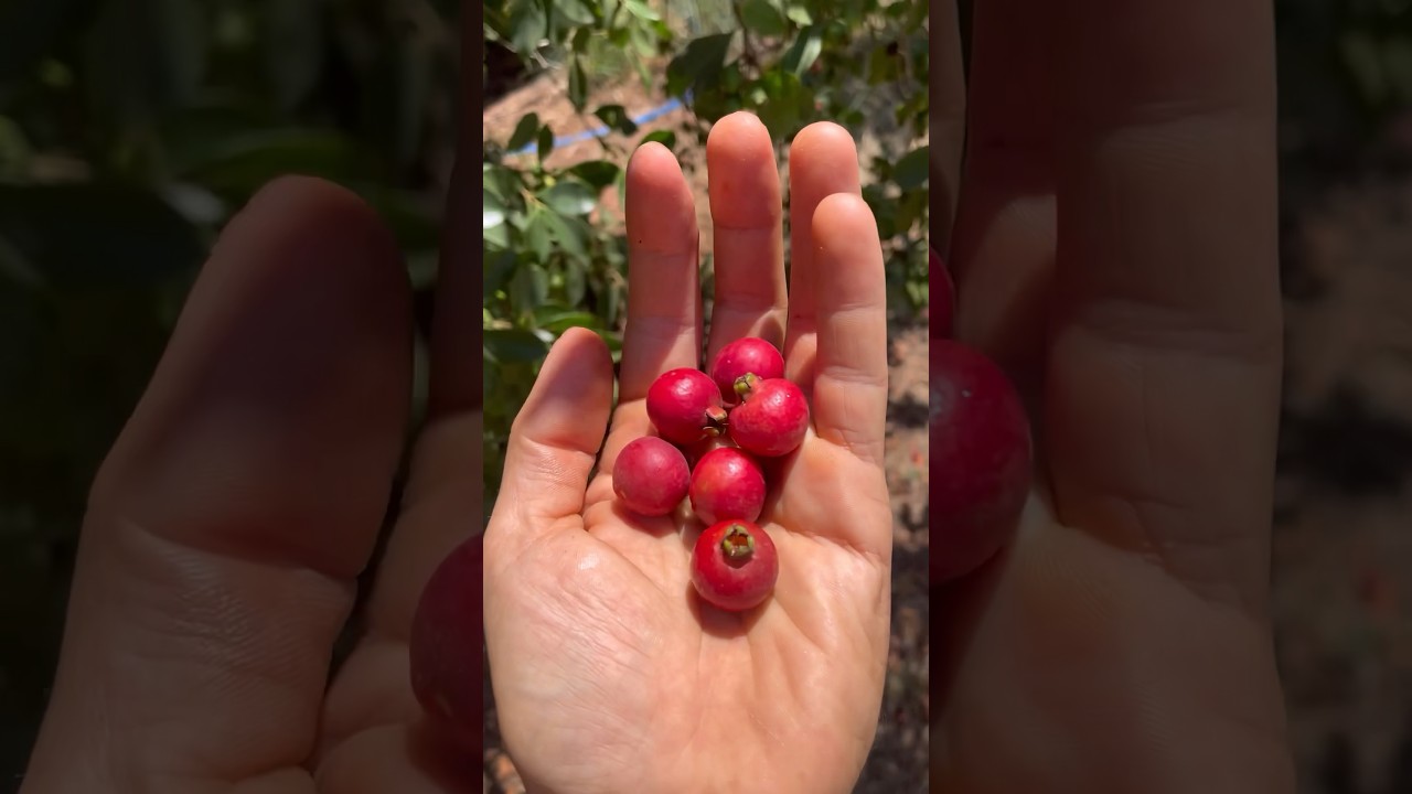 Strawberry guava tree foraging #foraging #strawberry #guava
