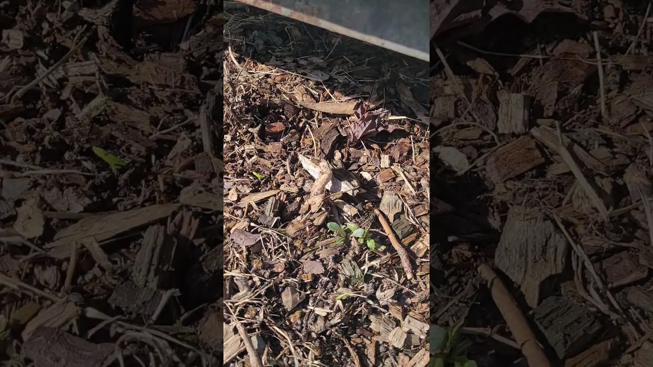 Hive Cleaning 