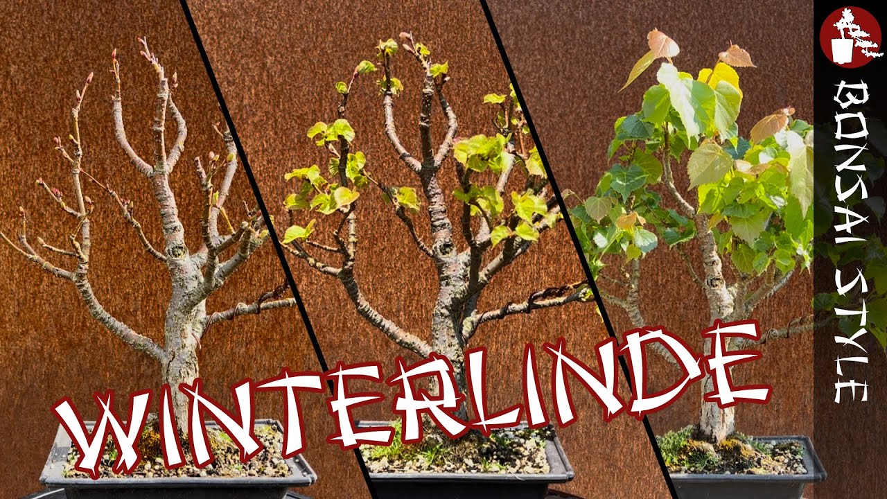 Meine neue Winterlinde | #090 Bonsai Style