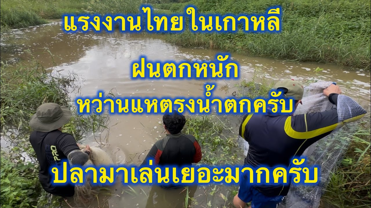 ฝนตกหนักที่เกาหลีทีมงานหา่านแห ไม่นึกว่าจะเยอะขนาดนี้