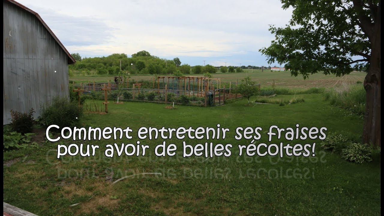 Comment entretenir ses fraises