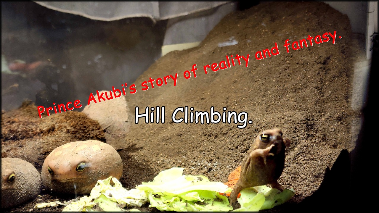 Hill Climbing. 『坂登り』The rain frog. #hill #climbing #frog #funny