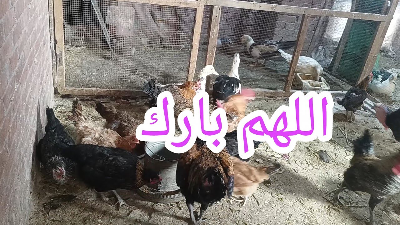 أول مرة معرفش الديك من البربرة 😂😂😂 طب شوفوا وقولولي 🙃 وشوفوا عرف الهندي دا كدا ⁉️