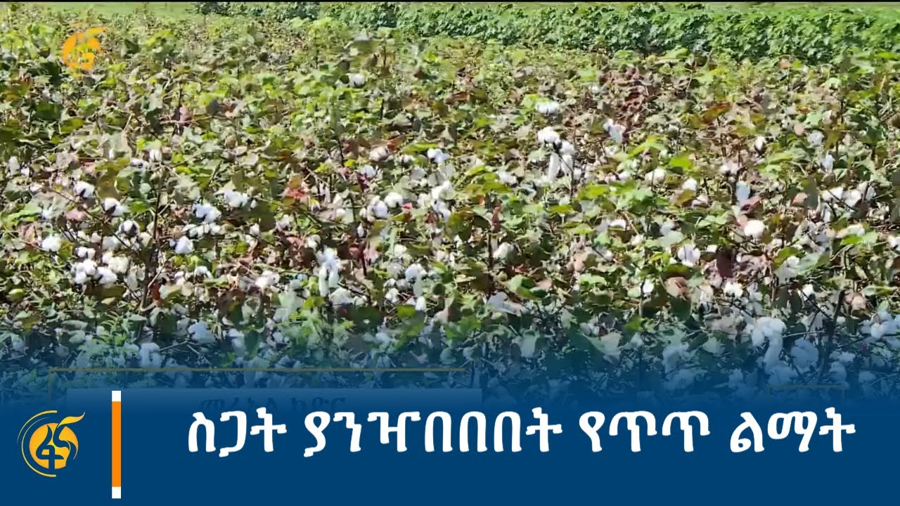 ስጋት ያንዣበበበት የጥጥ ልማት