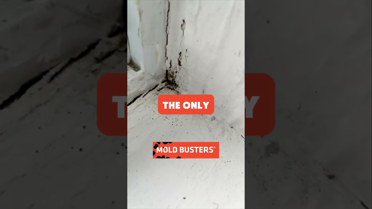 Window mold 🔎 Virtual Mold Inspection: Problem Solved! ✅