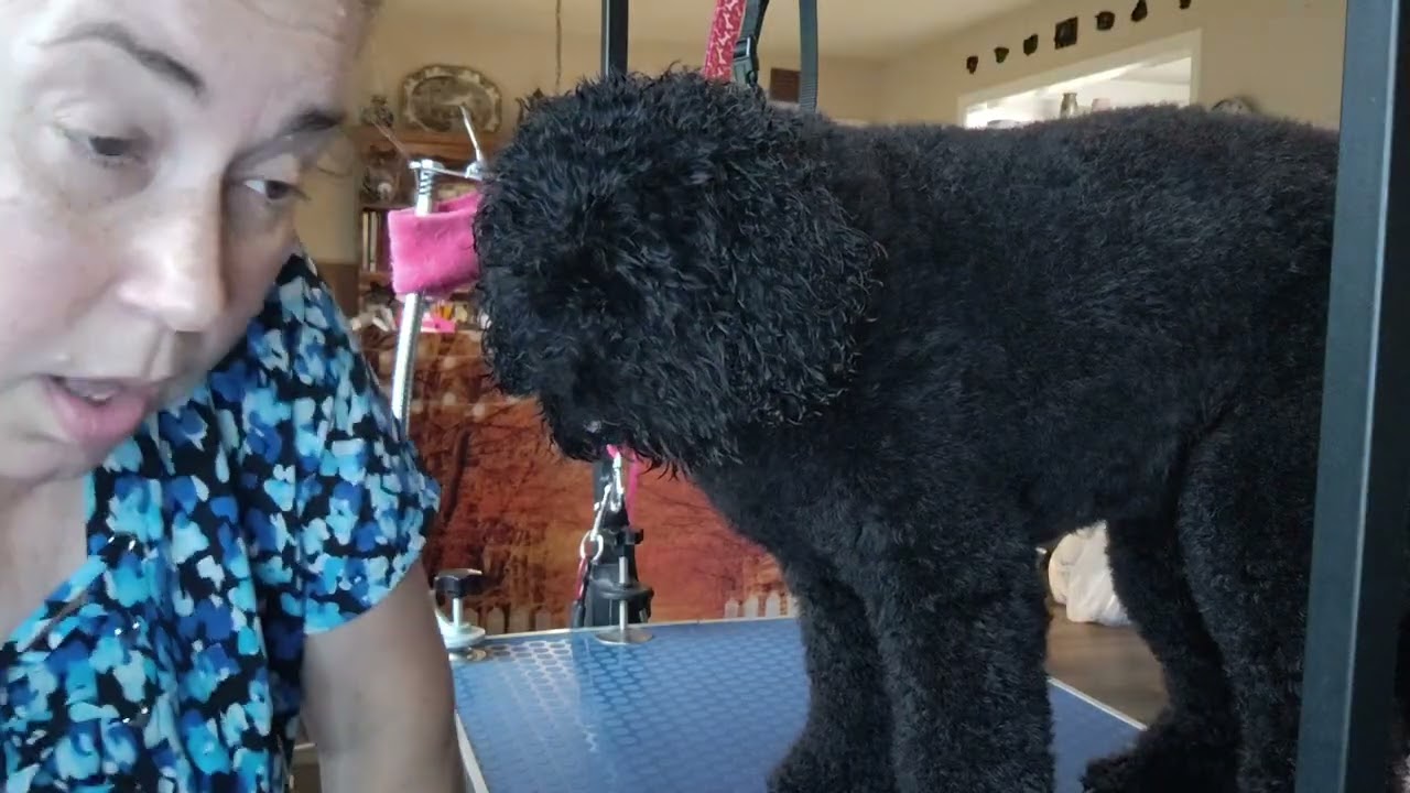 Clover afraid of the dryer