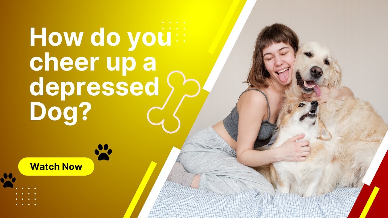 How to cheer up a depressed Dog? 🐶❤️❤️