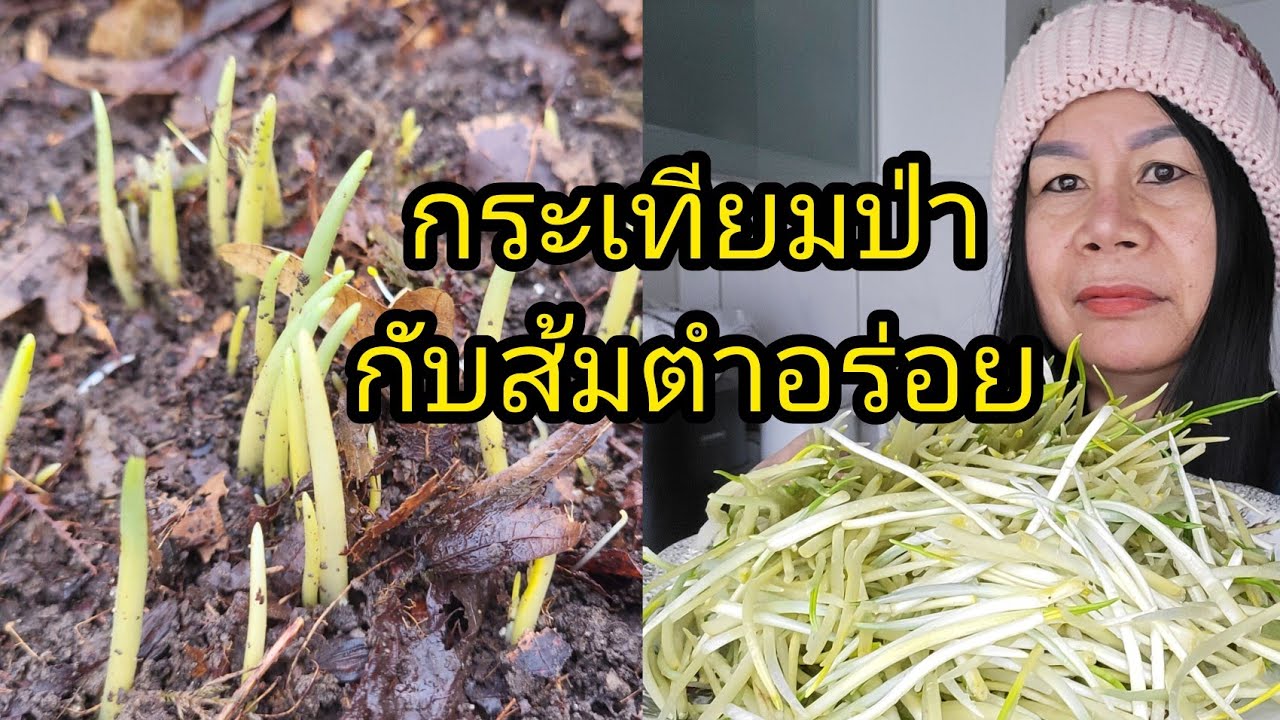 ขุดกระเทียมป่าเอามากินดิบๆกับส้มตำรสชาติหน่ออ่อนๆแสนอร่อย(กินท้ายคลิป)