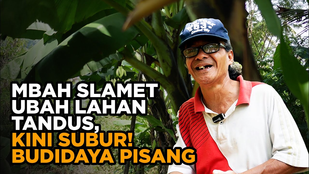 LAHAN TANDUS Disulap Jadi KEBUN PISANG LEBAT! Mbah Slamet Panen Raja, Kepok & Cavendish!