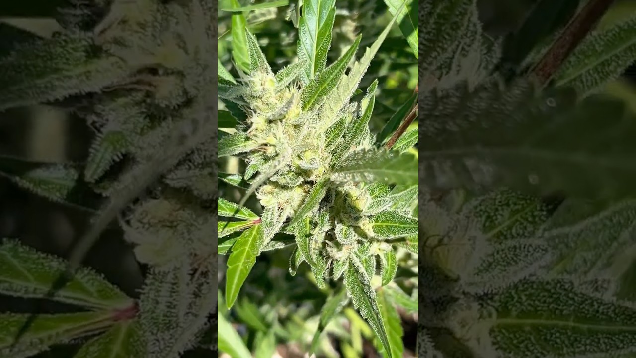 Gorilla glue turning frosty 🥶❄️ flower day 37 #plants #outdoors #flowers #nature #cannabisdaily