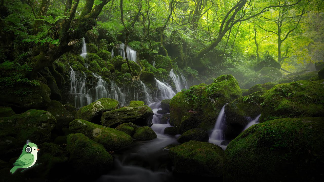 Heart of the forest | Forest River Flowing Sound #meditationmusic #focus #relaxingmusic