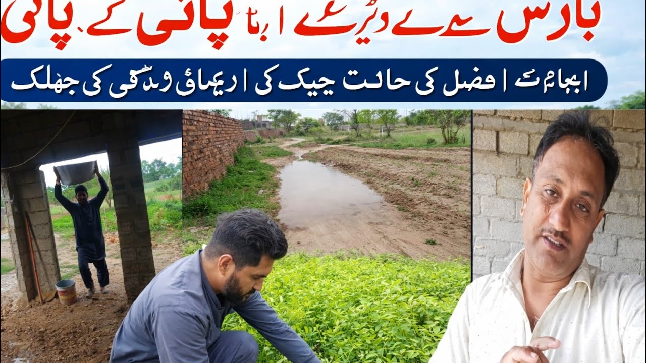 بارش سے ڈیرے میں پانی | فصل کی حالت چیک کی | دیہاتی زندگی کا اصل منظر