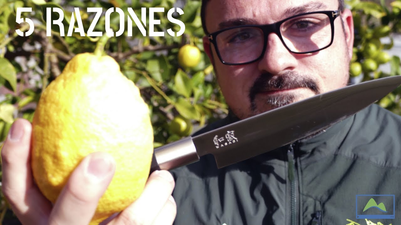 5 RAZONES por las que debes CULTIVAR un LIMONERO en casa 🌳🍋 #LdN #frutiCULTURA