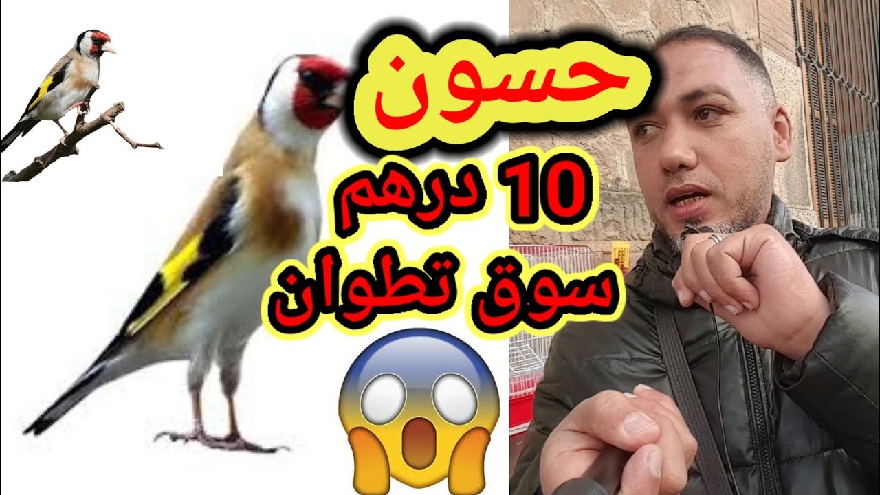 سوق أسبوعي بتطوان بيع جميع انواع الحمام وطيور اثمن مناسبة 🤩🤩🤩
