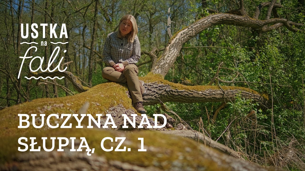 Skarby usteckiej przyrody- Buczyna nad Słupią cz.1