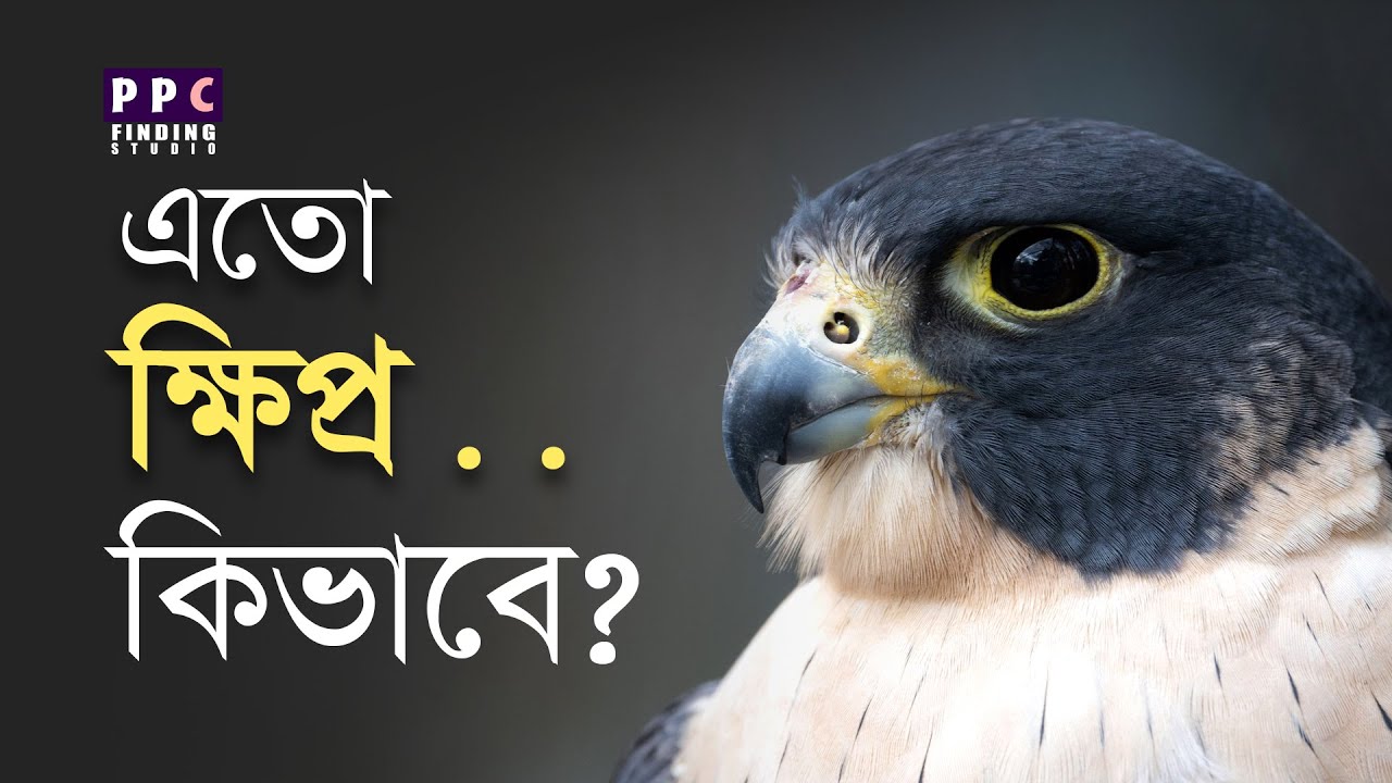 এরা এতো ক্ষিপ্র হয় কিভাবে | Facts about Peregrine Falcons you never know
