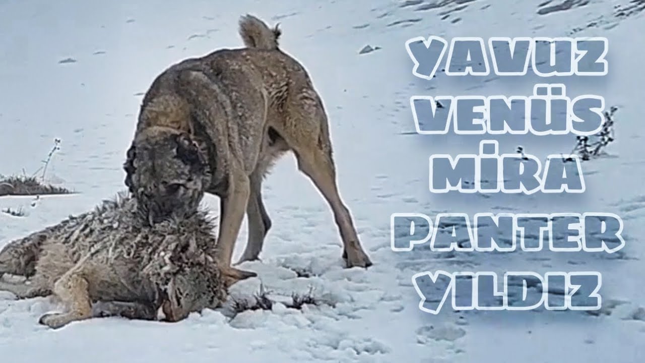 Кангал Явуз сошел с ума, когда учуял запах волка