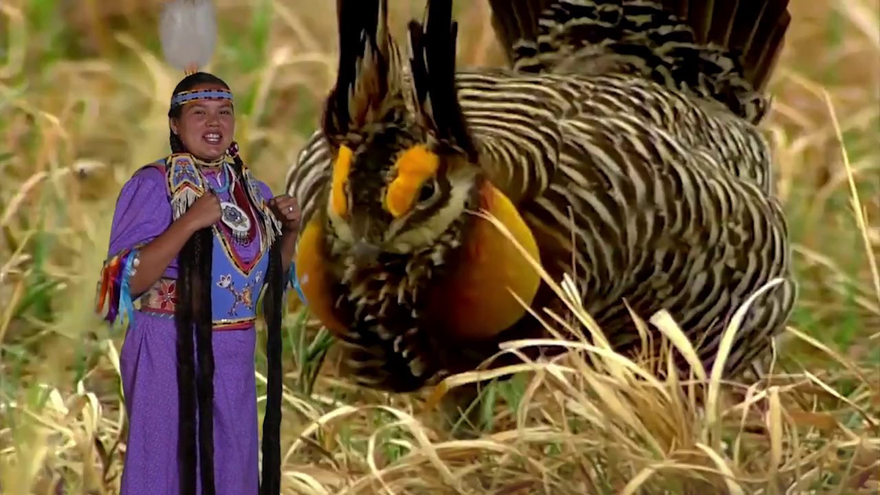 POWWOW SWEAT: Танец цыплят