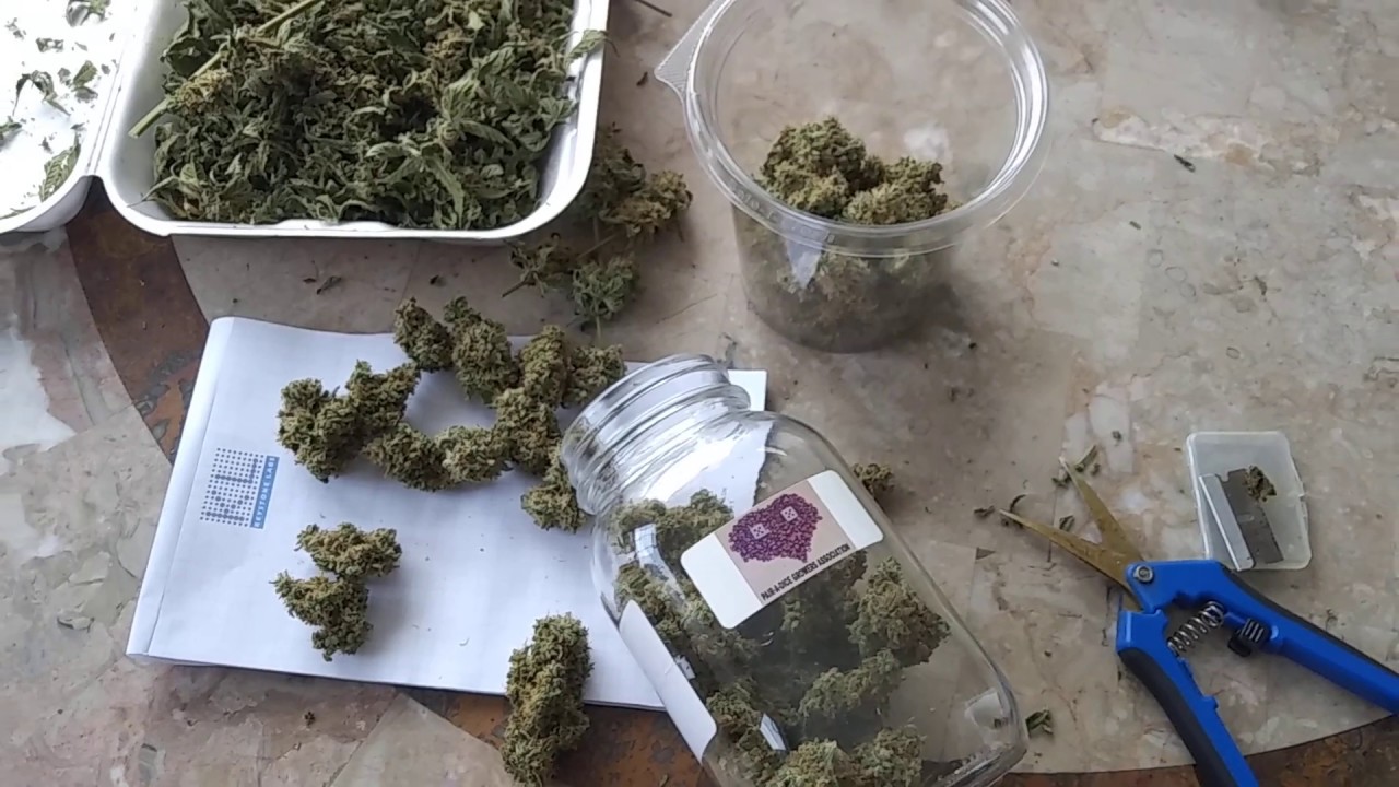 21+only..trimming up this new super frosty strain, the Hindu twist from 4plant genetics