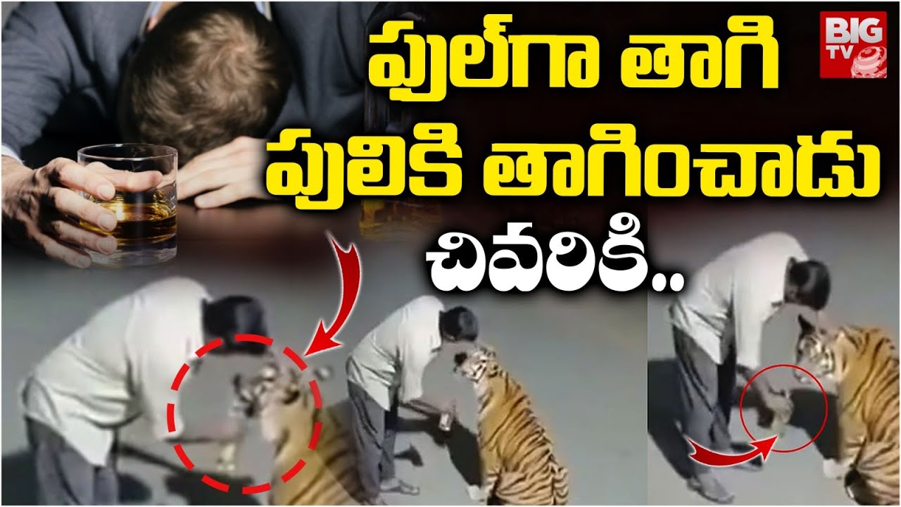 ఫుల్ గా తాగి..పులికి తాగించాడు చివరికి | Druken Man Bengal Tiger Viral Video In Pench | BIG TV