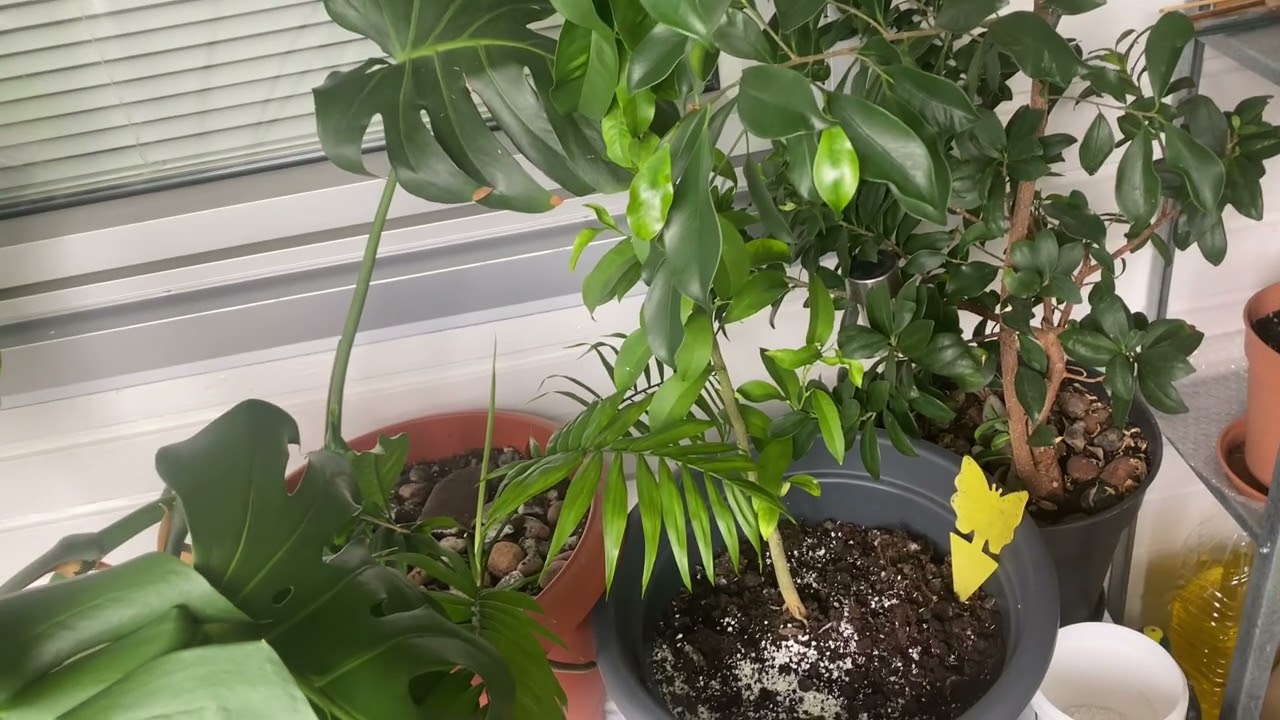 خاک گلدان و روش بهتر رشد گل های آپارتمانی 