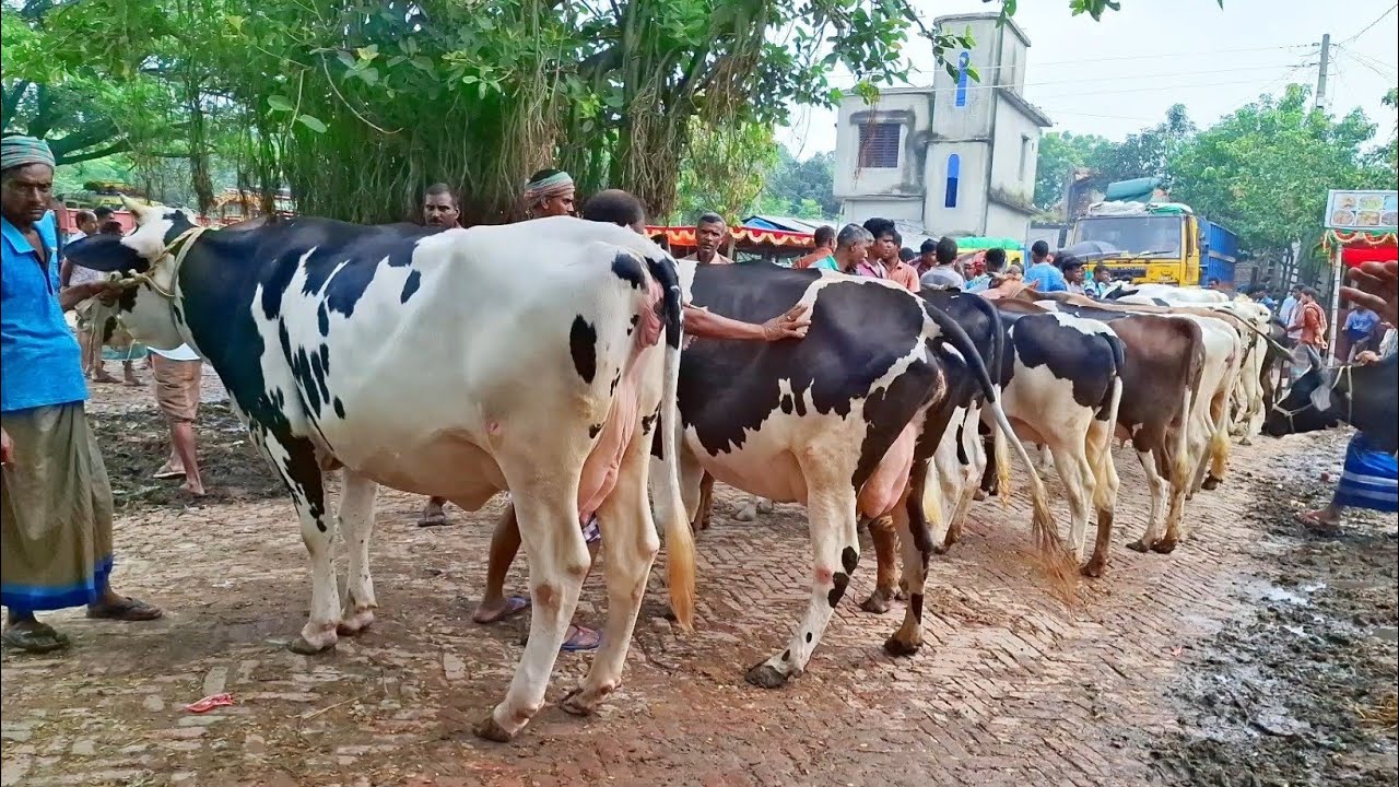 ৮/৮/২৫/কমে গেল১৪ থেকে ১৮ লিটার দুধের গাভী গরুর দা*ম, সোনাইচণ্ডী হাট চাঁপাইনবাবগঞ্জ।