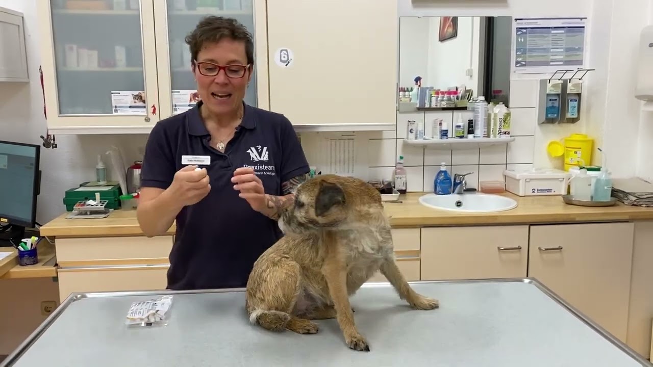 Subkutane Injektion beim Hund - so erklären Sie das!