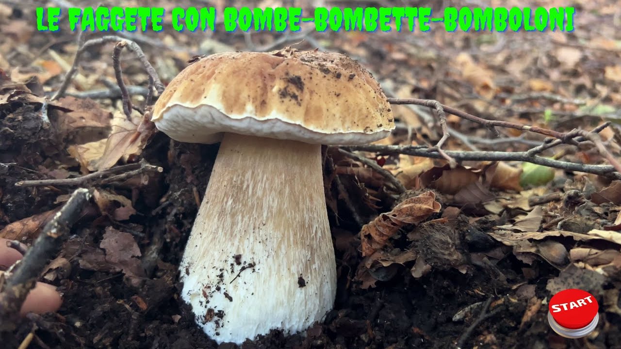 FUNGHI PORCINI SETTEMBRE 2022.DELIRIO FAGGETE BOMBE-BOMBETTE-BOMBOLONI-SCULTURE MAI VISTE PRIMA🍄🍄🍄
