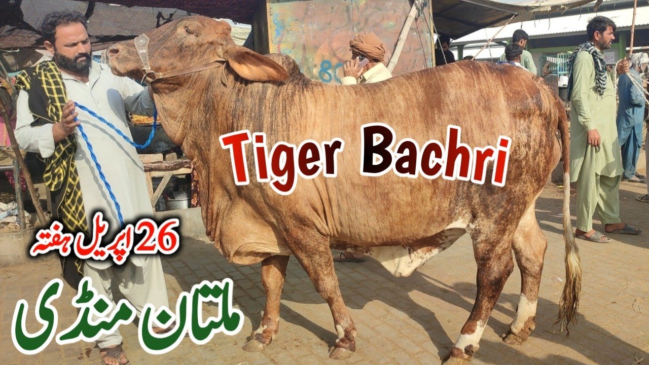 Qurbani 2025 K Nayab ❤️‍🔥 Bachry or Bachrian Mandi Main Ronak | Cow Mandi Multan Fresh Rates Update