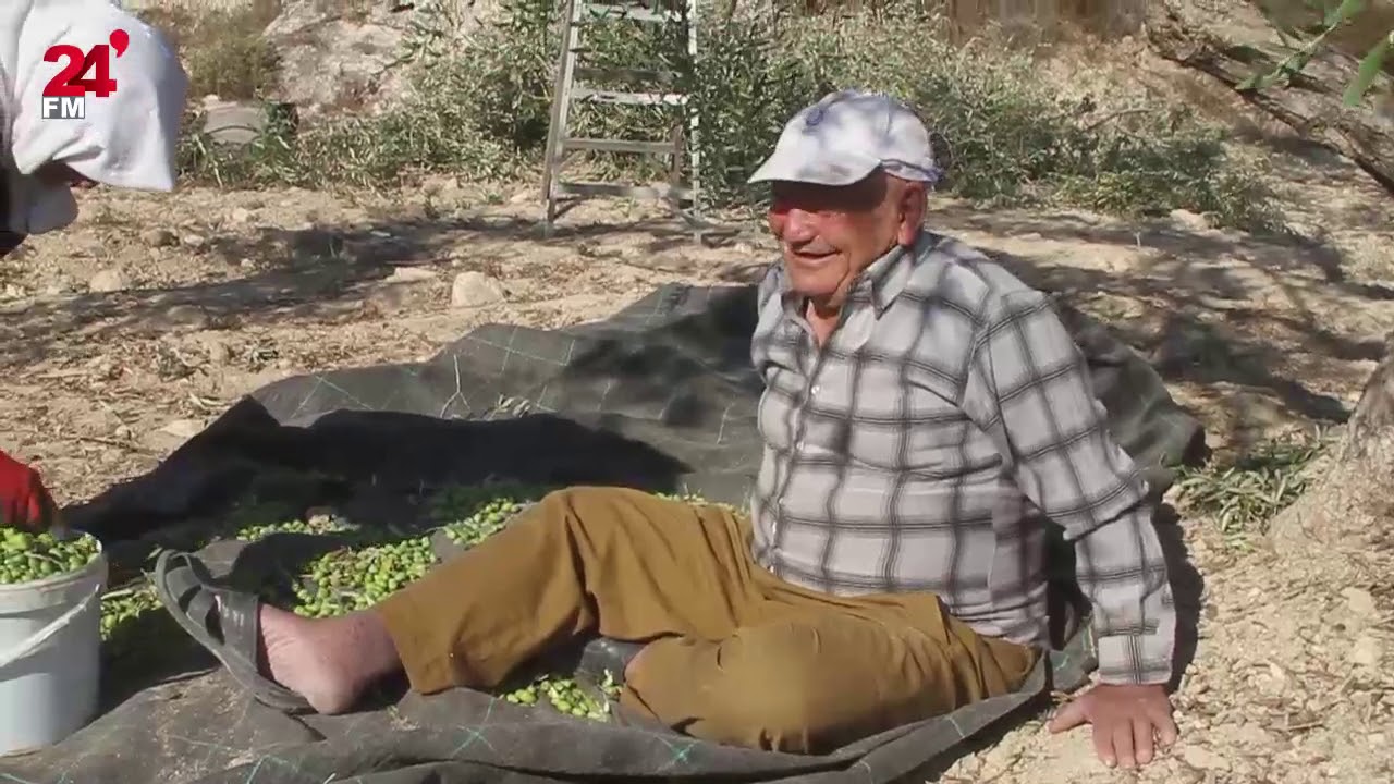 ابو احمد 85 عام وام أحمد 74 عام من قرية صرة غرب نابلس يقطفون الزيتون سوياً منذ اكثر من نصف قرن.