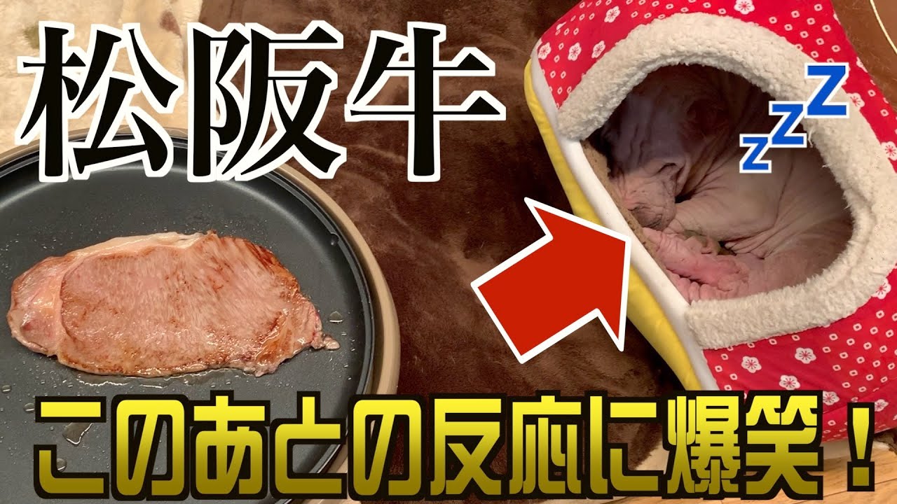 爆睡する犬の横で「松阪牛」を焼いてみた結果www