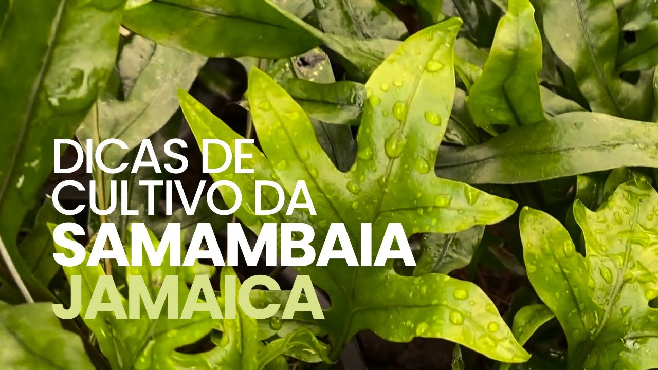 Dicas de cultivo da Samambaia Jamaica